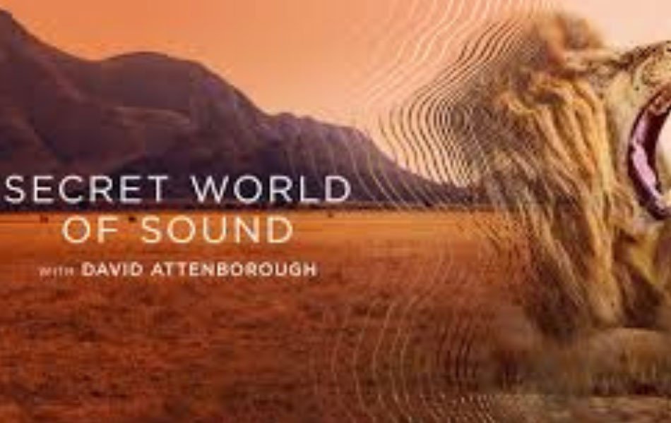 Secret World of Sound with David Attenborough Trailer Released